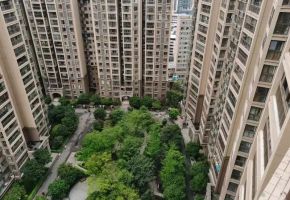 白鹤香洲